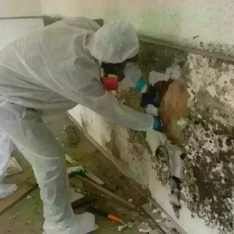 Best Mold Remediation and Removal Service in Wyandotte County, KS